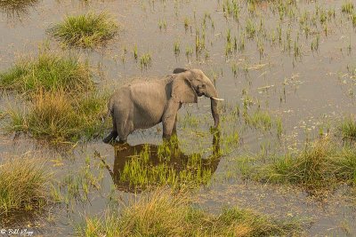Elephant, Okavango Delta  5