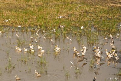 White Pelicans, Okavango Delta  1