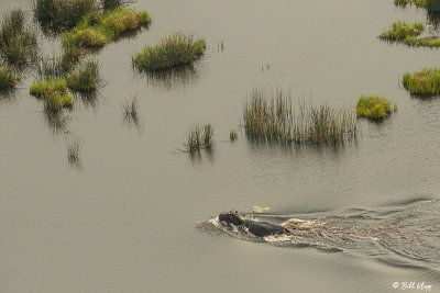 Hippo, Okavango Delta  2