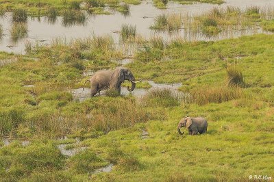 Elephant, Okavango Delta  6