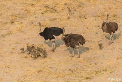 Ostrich, Okavango Delta  3