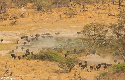 Cape Buffalo, Okavango Delta  2