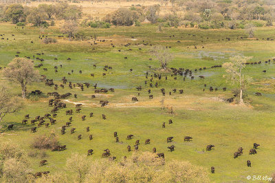 Cape Buffalo, Okavango Delta  3