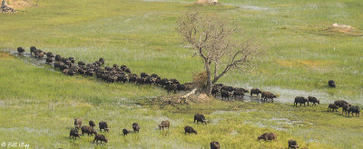 Cape Buffalo, Okavango Delta  4