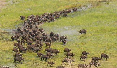 Cape Buffalo, Okavango Delta  5