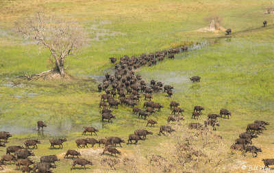 Cape Buffalo, Okavango Delta  6