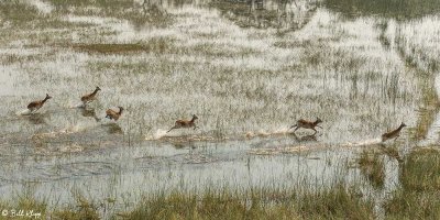 Red Lechwe, Okavango Delta  3