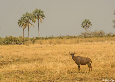 Tsessebe, Okavango Delta  1