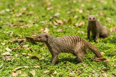 Banded Mongoose, Chobe Ntl. Park  1