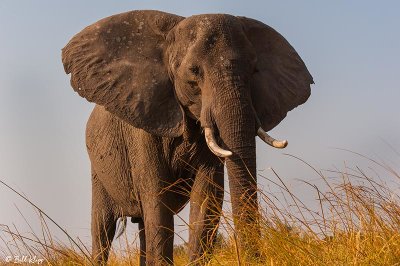Elephant, Chobe Ntl. Park  1
