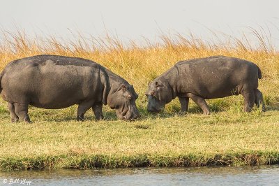 Hippos, Chobe Ntl. Park  1