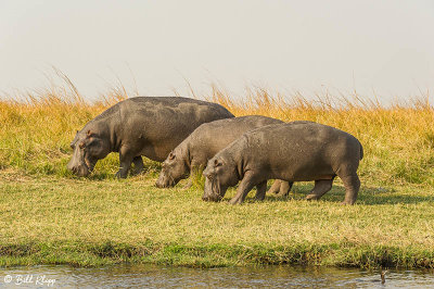 Hippos, Chobe Ntl. Park  2