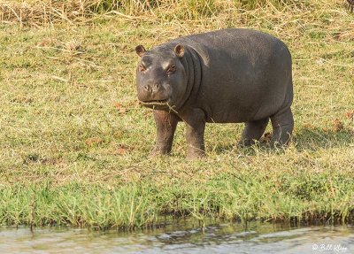 Hippo, Chobe Ntl. Park  3