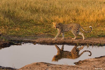 Leopard, Linyanti Wildlife Reserve  1