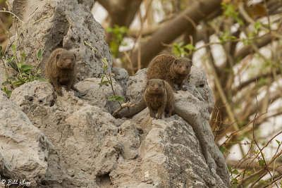 Dwarf Mongoose, Linyanti Wildlife Reserve  1