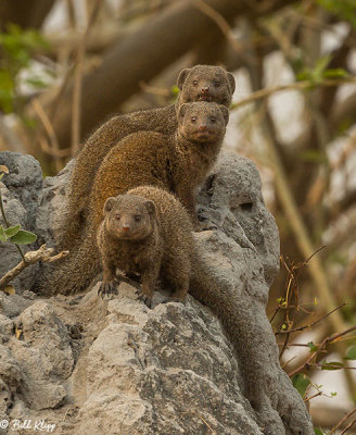 Dwarf Mongoose, Linyanti Wildlife Reserve  2