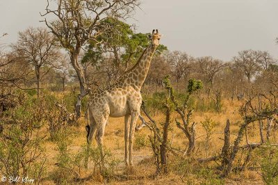 Giraffe, Linyanti Wildlife Reserve  1