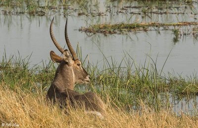 Kudu, Linyanti Wildlife Reserve  1
