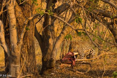 Leopard, Linyanti Wildlife Reserve  2