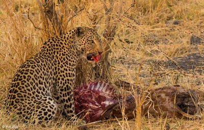 Leopard, Linyanti Wildlife Reserve  3