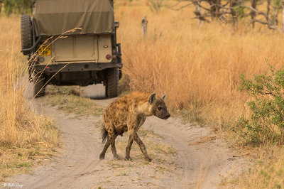 Spotted Hyena, Linyanti Wildlife Reserve  1