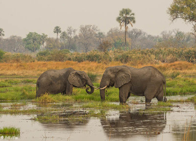 Elephants, Okavango Delta  8