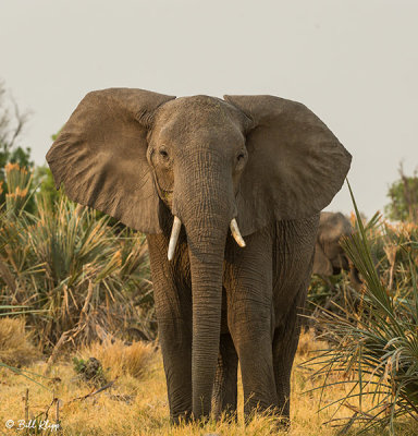 Elephant, Okavango Delta  9
