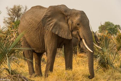 Elephant, Okavango Delta  10