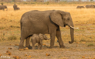 Elephants, Okavango Delta  11