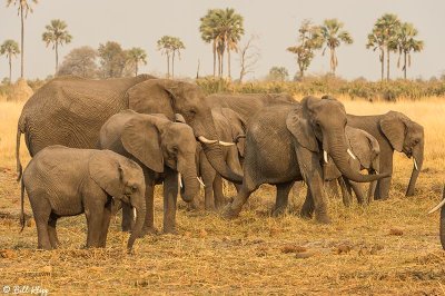 Elephants, Okavango Delta  12