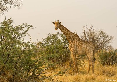 Giraffe, Okavango Delta  1