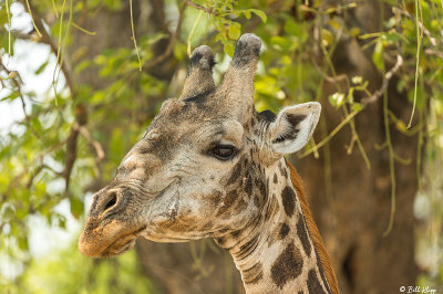 Giraffe, Okavango Delta  2