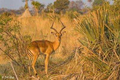 Impalas, Okavango Delta  1