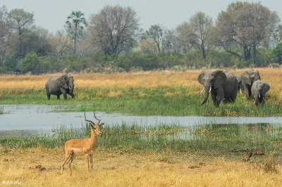 Impalas, Okavango Delta  2
