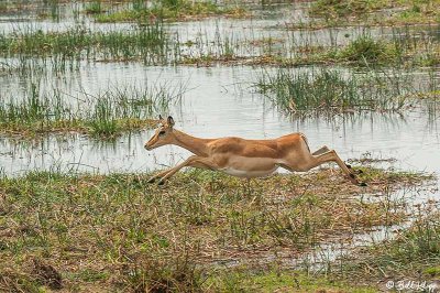 Impalas, Okavango Delta  3