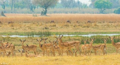 Impalas, Okavango Delta  4
