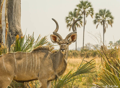 Kudu,  Okavango Delta  1
