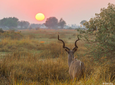 Kudu,  Okavango Delta  2