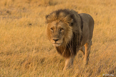 Lion, Okavango Delta  1