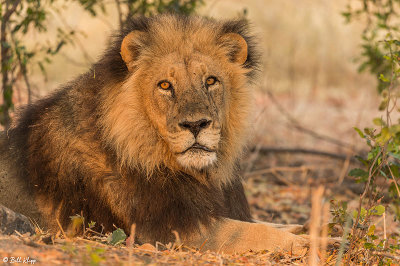 Lion, Okavango Delta  2