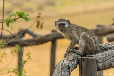 Vervet Monkey, Okavango Delta  1