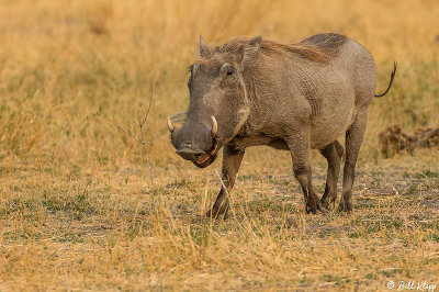 Warthog, Okavango Delta  1