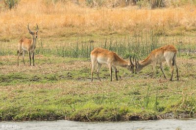 Waterbuck, Okavango Delta  1