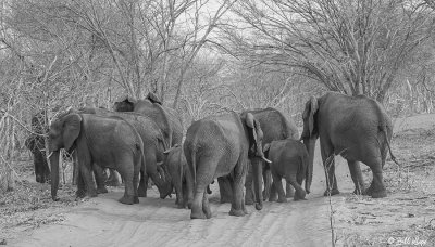 Elephant, Chobe Ntl. Park  2