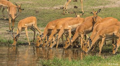 Impalas, Chobe Ntl. Park  2