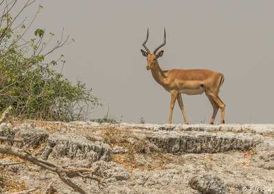 Impala, Chobe Ntl. Park  6