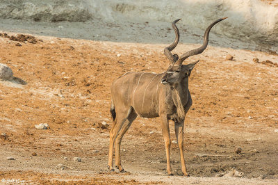 Kudu, Chobe Ntl. Park  1
