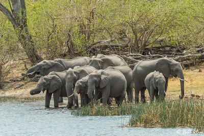 Elephants, Linyanti Wildlife Reserve  1