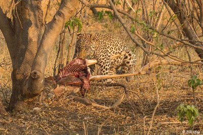 Leopard, Linyanti Wildlife Reserve  4