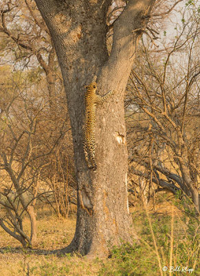 Leopard, Linyanti Wildlife Reserve  8